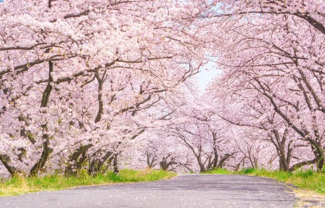 満開の桜並木の画像